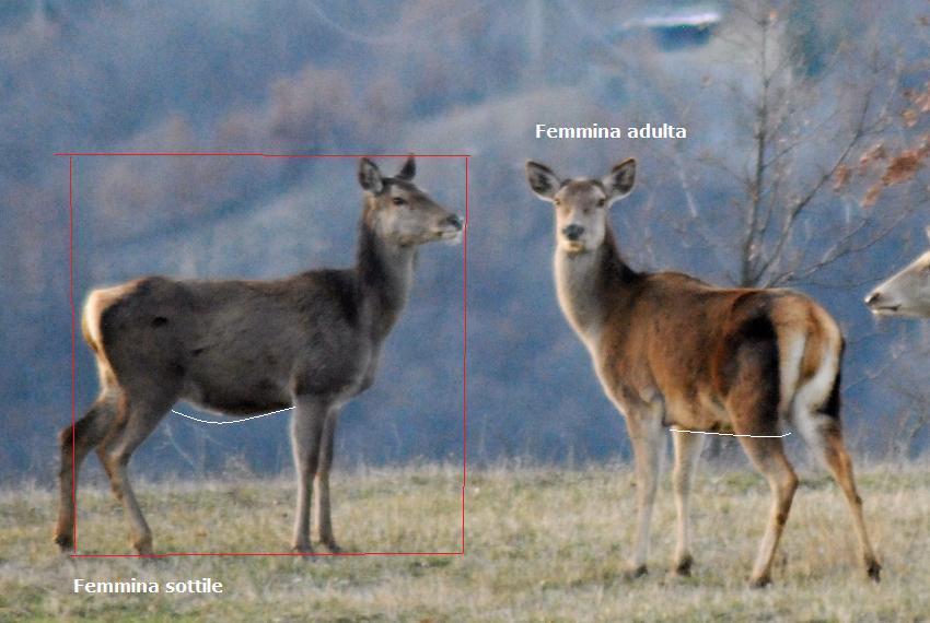 PASSIONE PER IL CERVO